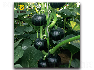 ��� �-�ϹϷN��-���r(n��ng)�N��