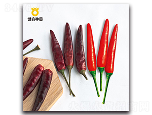 世農(nóng)泰焰-辣椒種子-世農(nóng)種苗
