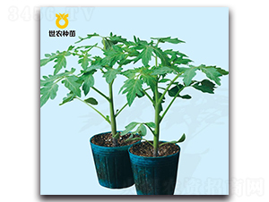 ?？?號-番茄砧木種子-世農(nóng)種苗