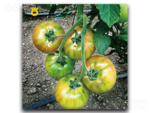 ����-���ѷN��-���r(n��ng)�N��