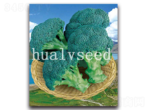 高崗-西蘭花種子-華綠
