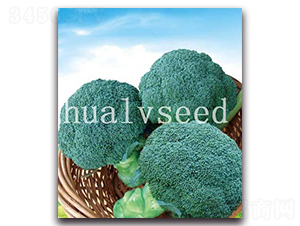 青山-西蘭花種子-華綠