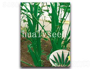 濃綠五角黃秋葵-黃秋葵種子-華綠