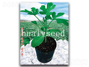 長(zhǎng)壽砧木-砧木種子-華綠