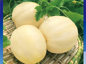 甘糖17-甜瓜種子-澤甜種業(yè)