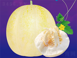 脆香九分-甜瓜種子-澤甜種業(yè)