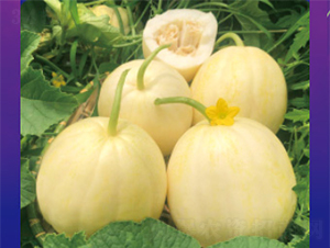 甘糖五-甜瓜種子-澤甜種業(yè)