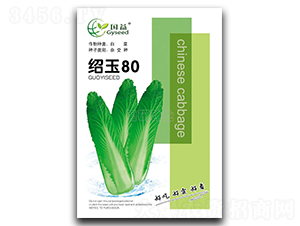 紹玉80-白菜種子-國研種業(yè)
