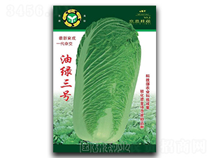 油綠三號(hào)-白菜種子-國(guó)研種業(yè)