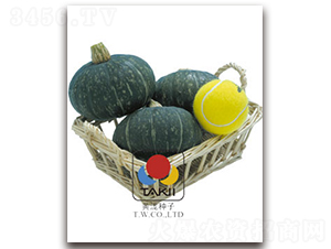 栗晶-南瓜種子-黃瀧種子