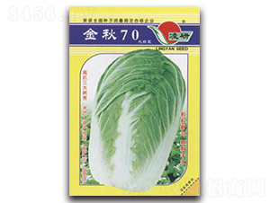 金秋70-白菜種子-仁大農業(yè)