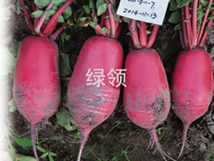 ��t-�}���N��-�G�I(l��ng)�N�I(y��)