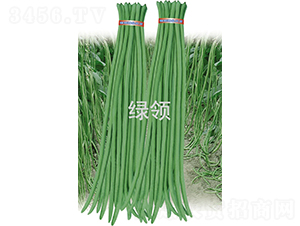 艾美特-豆角種子-綠領(lǐng)種業(yè)