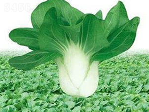 ���L(f��ng)��-���˷N��-�����Z