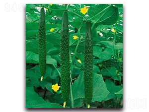 ��G��̖-�S�ϷN��-�����Z