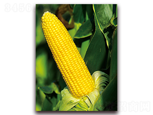 ����678-�����׷N��-���r(n��ng)��