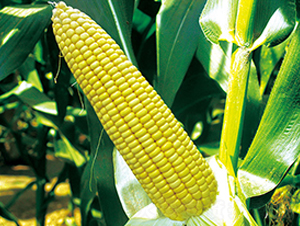 ���r(n��ng)Ŵ7̖-Ŵ���׷N��-���r(n��ng)��