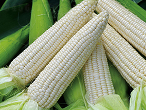 ��Ŵ692G-Ŵ���׷N��-���r(n��ng)��