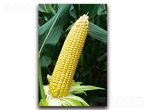 �S��Ŵ6̖-��Ŵ���׷N��-���r(n��ng)��