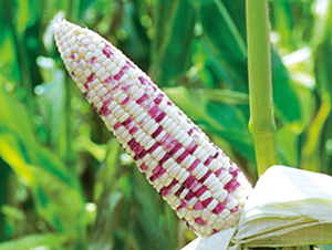 ����Ŵ627-��Ŵ���׷N��-���r(n��ng)��