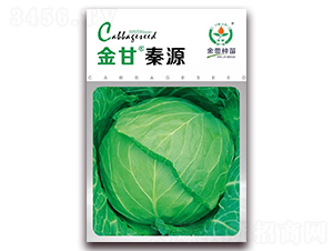 金甘秦源-甘藍種子-金蕾種苗
