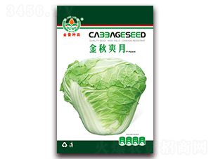 金秋爽月-白菜種子-金蕾種苗