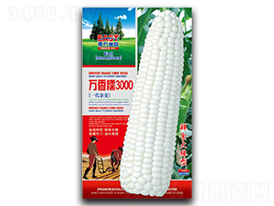 �f��Ŵ3000-Ŵ���׷N��-�����_