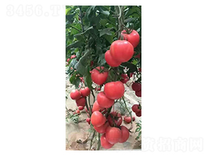 多樂-西紅柿種子-福宸農(nóng)業(yè)