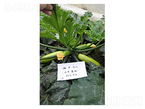 瑞豐508-西葫蘆種子-福宸農(nóng)業(yè)