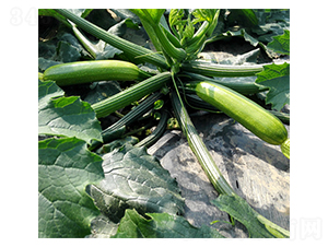 暑王303-西葫蘆種子-福宸農(nóng)業(yè)