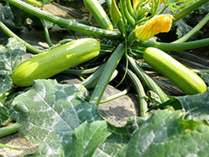 贏秋901-西葫蘆種子-福宸農業(yè)