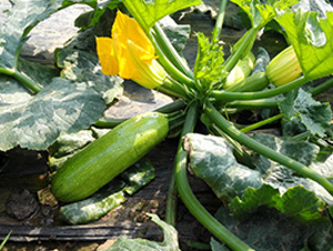 瑞豐3008-西葫蘆種子-福宸農(nóng)業(yè)