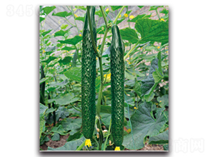 �G��1̖-�S�ϷN��-�����r(n��ng)