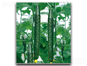 �G��3̖-�S�ϷN��-�����r(n��ng)