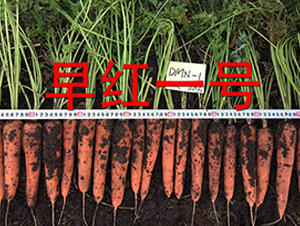 早紅一號-蘿卜種子-多美農