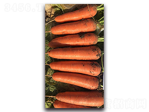 早紅90-蘿卜種子-多美農(nóng)