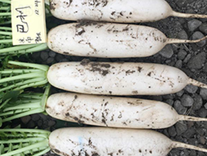 巴利-蘿卜種子-多美農