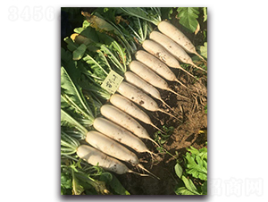 雪川二號-蘿卜種子-多美農