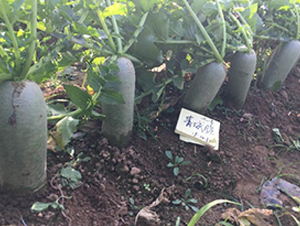 青城脆三號-蘿卜種子-多美農(nóng)