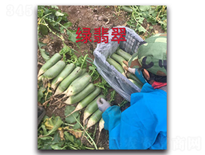 綠翡翠-蘿卜種子-多美農(nóng)