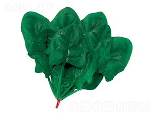 �ʼҺڌ�܊-���˷N��-�W�m��