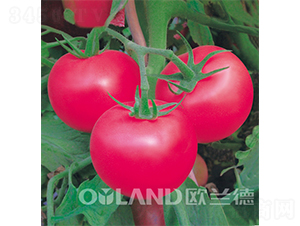 迪歐一號(hào)-番茄種子-歐蘭德
