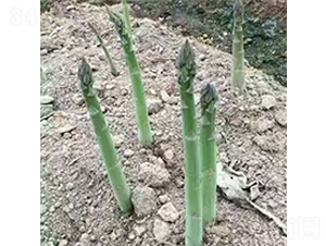 重茬王子-蘆筍種子-中農(nóng)金玉