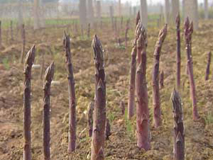 ˮ�����J-�J�S�N��-���r(n��ng)����