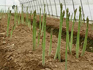 ����ķ-�J�S�N��-���r(n��ng)����