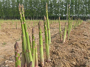 澤西巨人-蘆筍種子-中農(nóng)金玉
