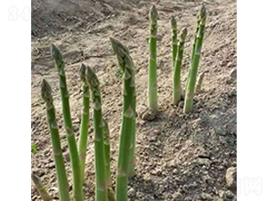 ���ݾG��-�J�S�N��-���r(n��ng)����