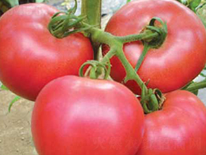 奧瑞特-番茄種子-凱地農(nóng)業(yè)