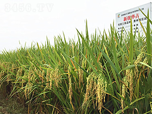 ��(y��u)�Aռ-ˮ���N��-�һ�Դ