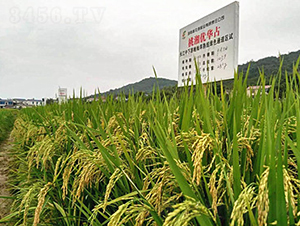 ���惞(y��u)�Aռ-ˮ���N��-�һ�Դ